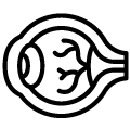 opoluce icono segmento anterior